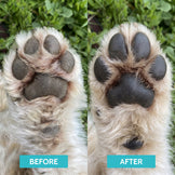 Natural Paw Balm for Dogs & Cats